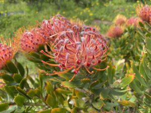 ProteaFarm-plettenbergbay-southafrica