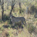 leopard-kruger park - south africa - manyeleti park - rear find