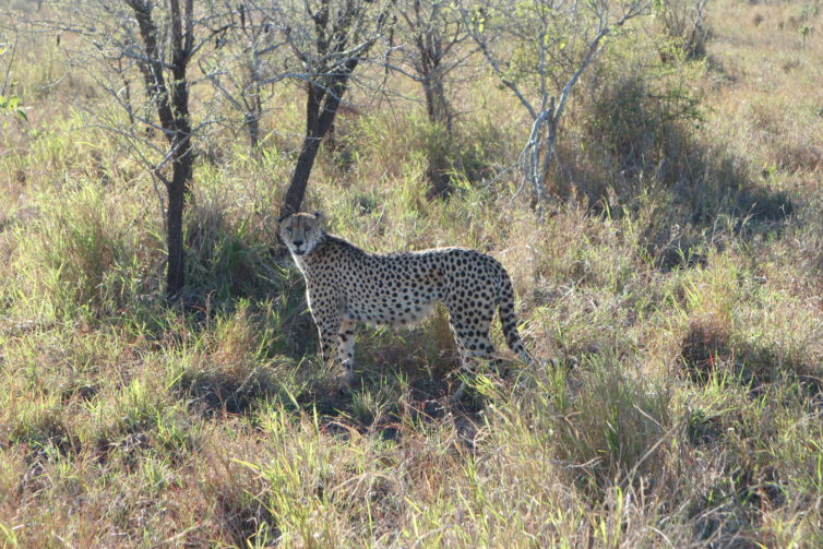 leopard-kruger park - south africa - manyeleti park - rear find