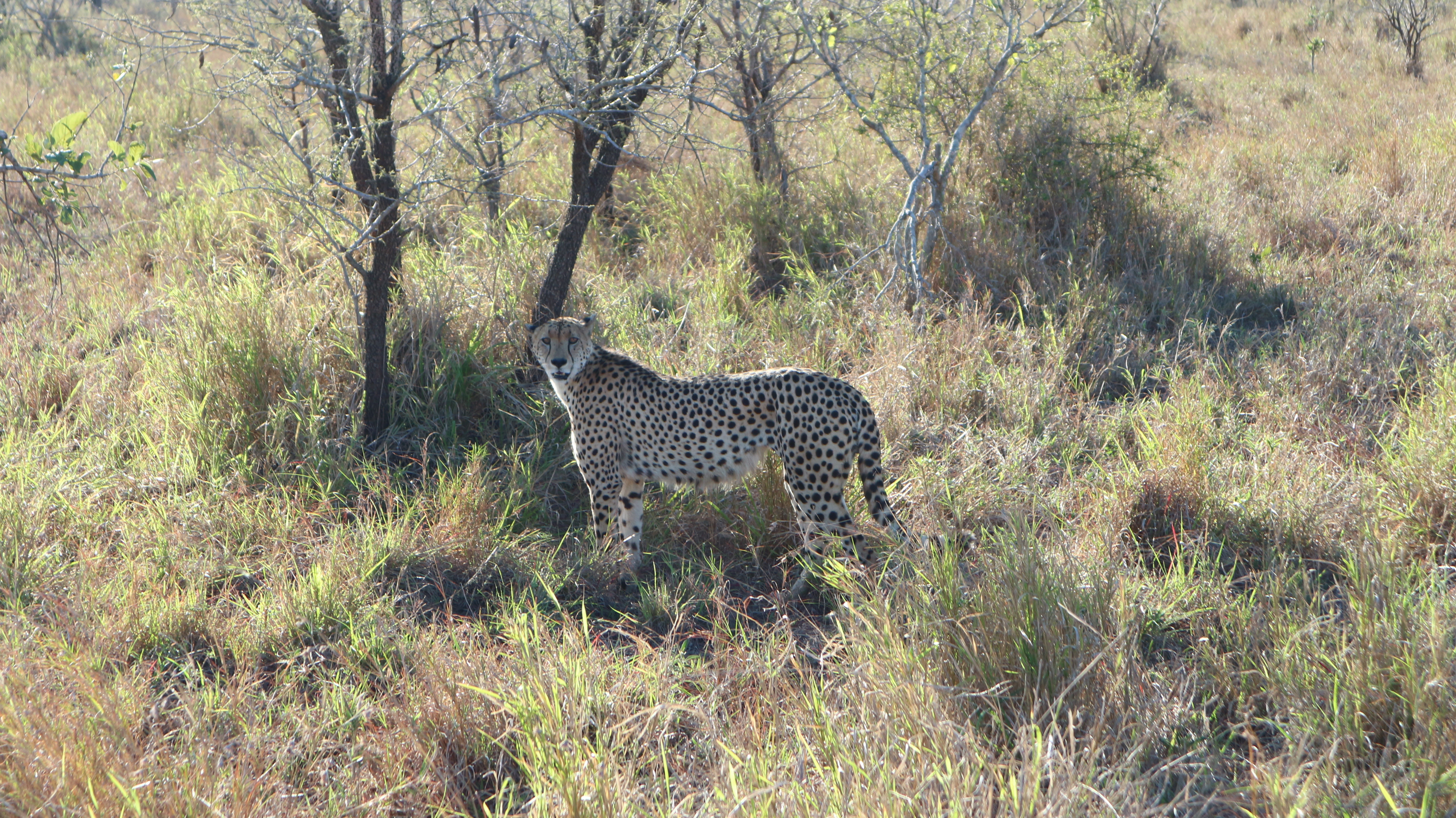 leopard-kruger park - south africa - manyeleti park - rear find