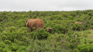 Addo-Elephant-National-Park