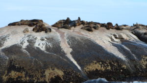 a-Seal-Island-cruise-capetown-southafrica