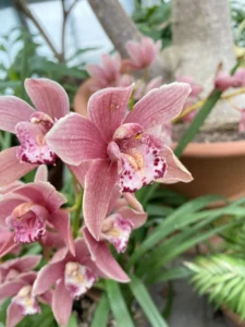 barbican_conservatory