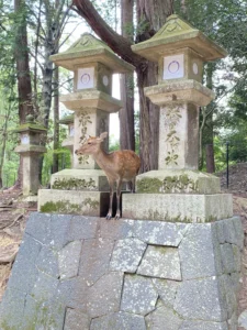 Nara deer