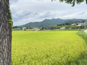 Hahoe Volk Village