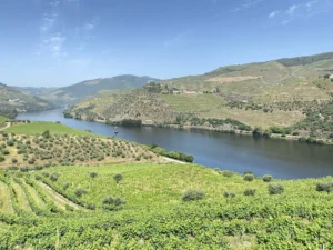 Douro Valley Wine tasting tour